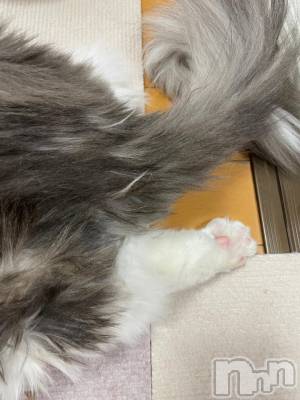 上越デリヘル HONEY(ハニー) みずほ(♪♪)(32)の11月29日写メブログ「猫トークおにーさん🐱」