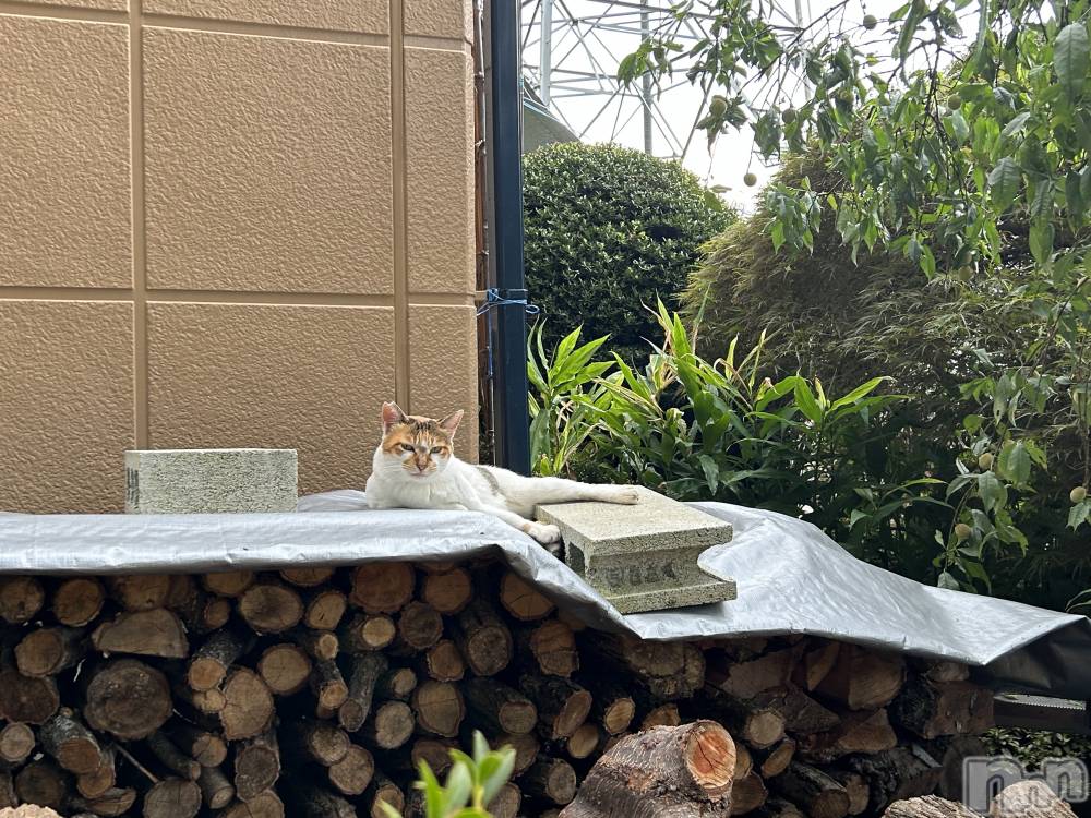 ��ˬ����Х��顦����֥���� �ץ���� ��ˬ(����� �ץ���� ����) �̰� �椤��6��29���̥�֥�����🐈⸒⸒⸒⸒��