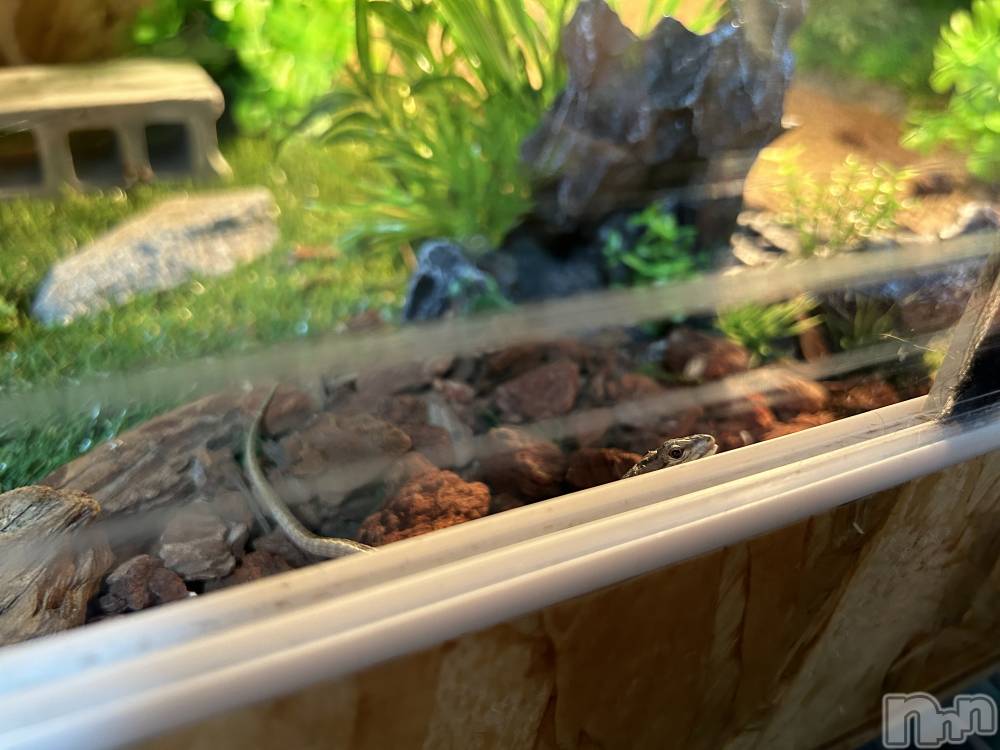 ��ˬ����Х��顦����֥���� �ץ���� ��ˬ(����� �ץ���� ����) �̰� �椤��7��17���̥�֥�����Ϣ��������