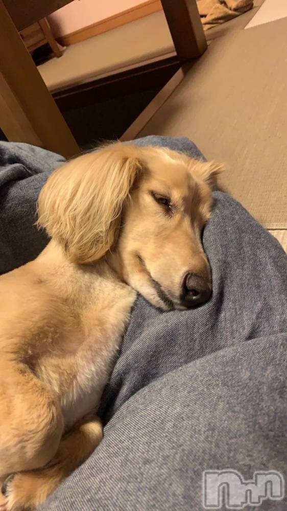 ��ˬ����Х��顦����֥���� �ץ���� ��ˬ(����� �ץ���� ����) �̰� �椤��8��16���̥�֥�����🐶ྀི🐶ྀི🐶ྀི��