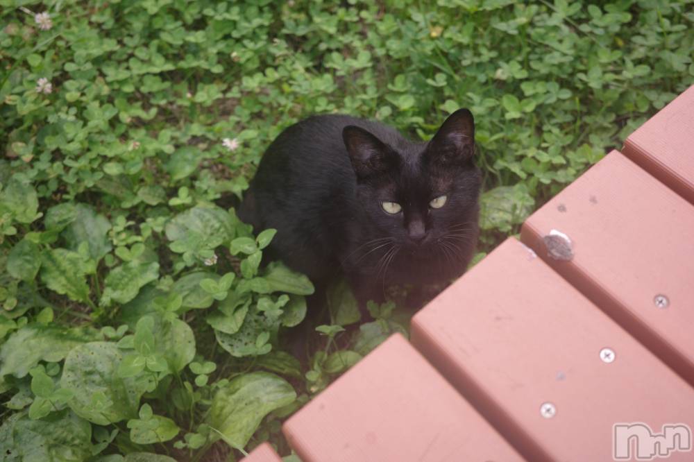 ��ˬ����Х��顦����֥���� �ץ���� ��ˬ(����� �ץ���� ����) �̰� �椤��9��7���̥�֥�����^._.^��