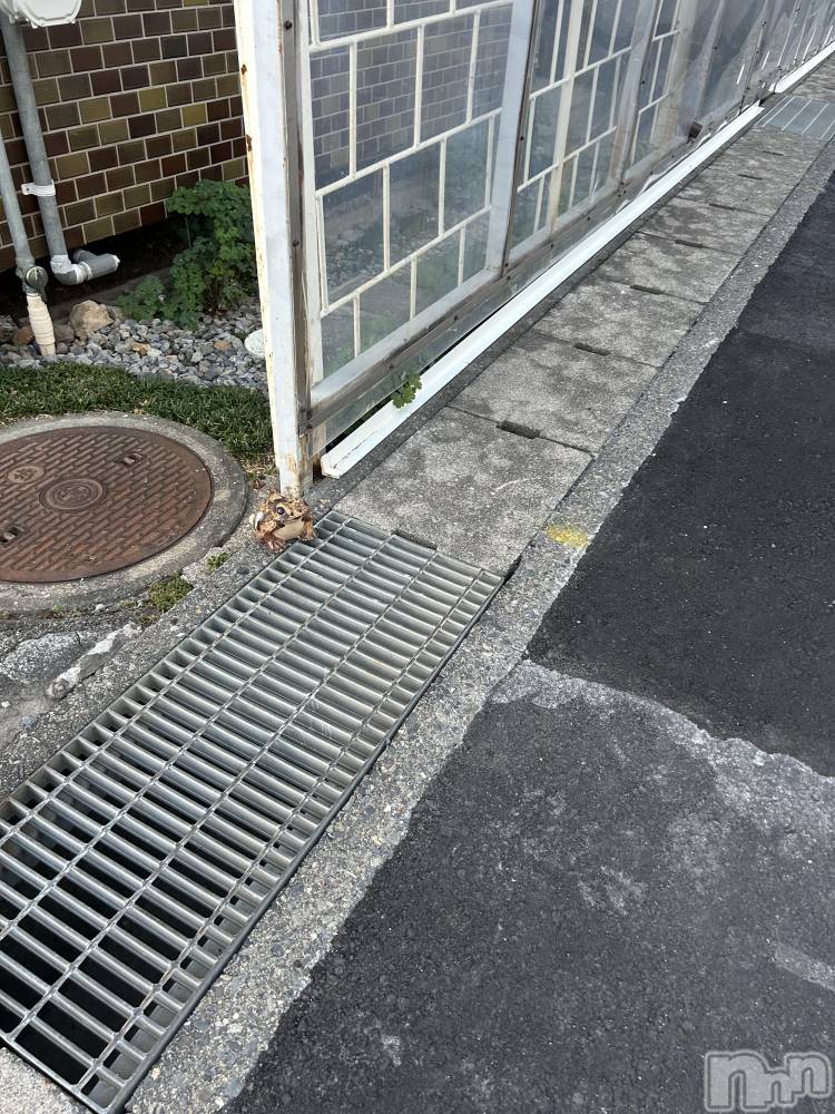 ��ˬ����Х��顦����֥���� �ץ���� ��ˬ(����� �ץ���� ����) �̰� �椤��9��26���̥�֥�����🐸³₃��