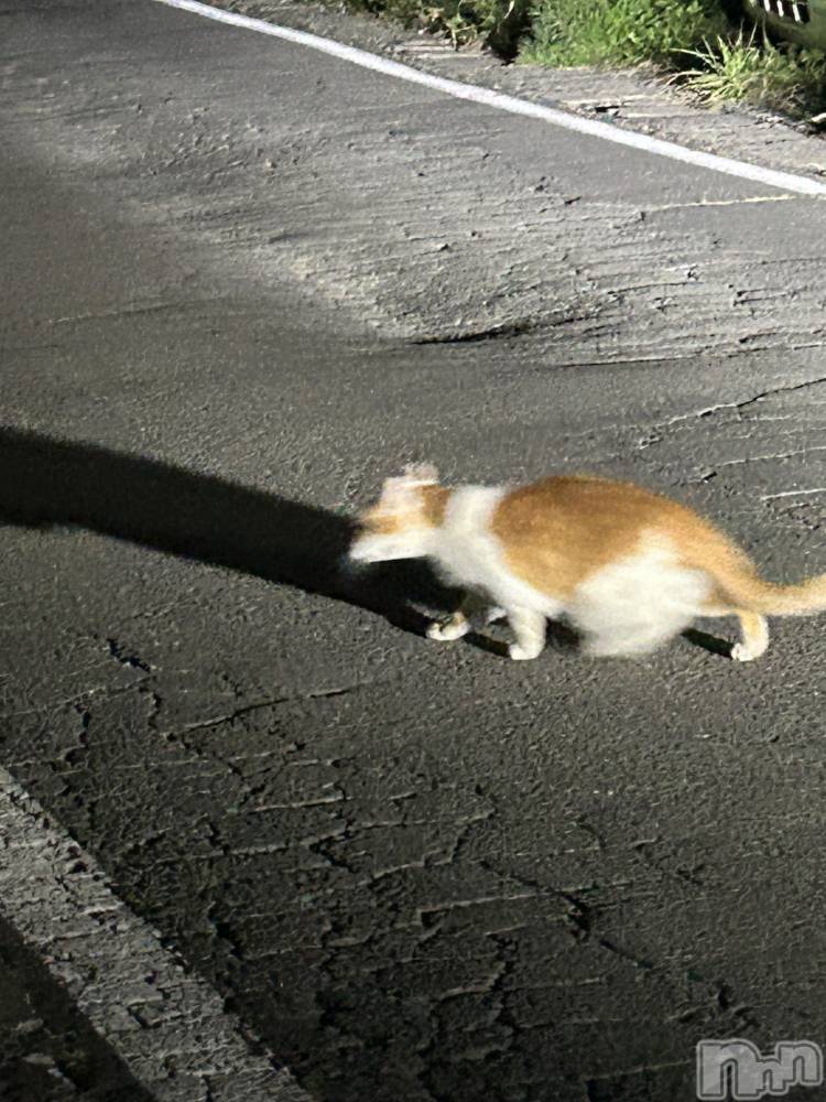 ��ˬ����Х��顦����֥���� �ץ���� ��ˬ(����� �ץ���� ����) �̰� �椤��10��1���̥�֥�����‎^._.^‪♡��