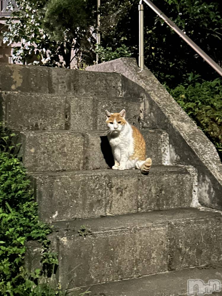 ��ˬ����Х��顦����֥���� �ץ���� ��ˬ(����� �ץ���� ����) �̰� �椤��10��2���̥�֥�����( ᐢ_  ̫ _ᐢ )��