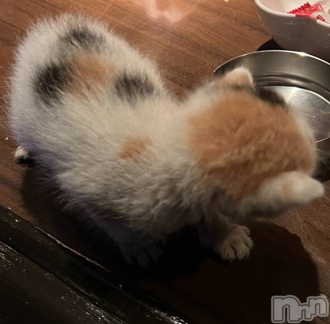 ��ˬ����Х��顦����֥���� �ץ���� ��ˬ(����� �ץ���� ����) �̰� �椤��11��4���̥�֥������������