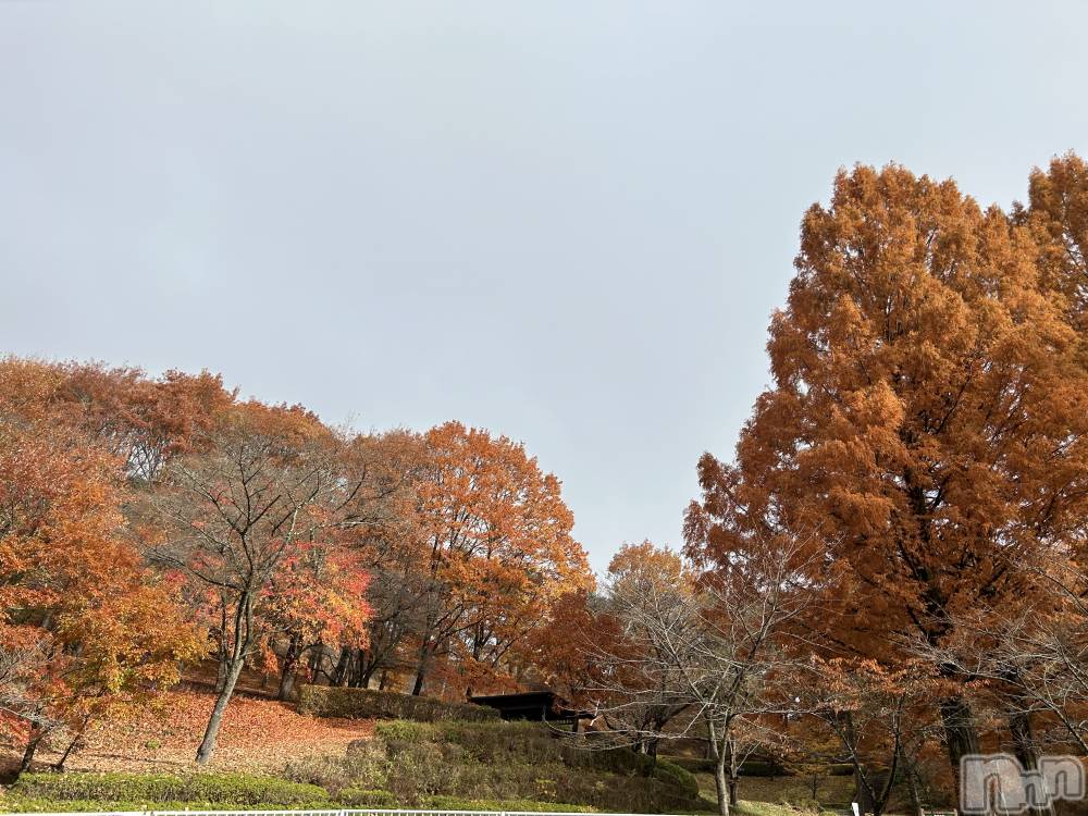 ��ˬ����Х��顦����֥���� �ץ���� ��ˬ(����� �ץ���� ����) �̰� �椤��11��18���̥�֥�����🍁🍂��