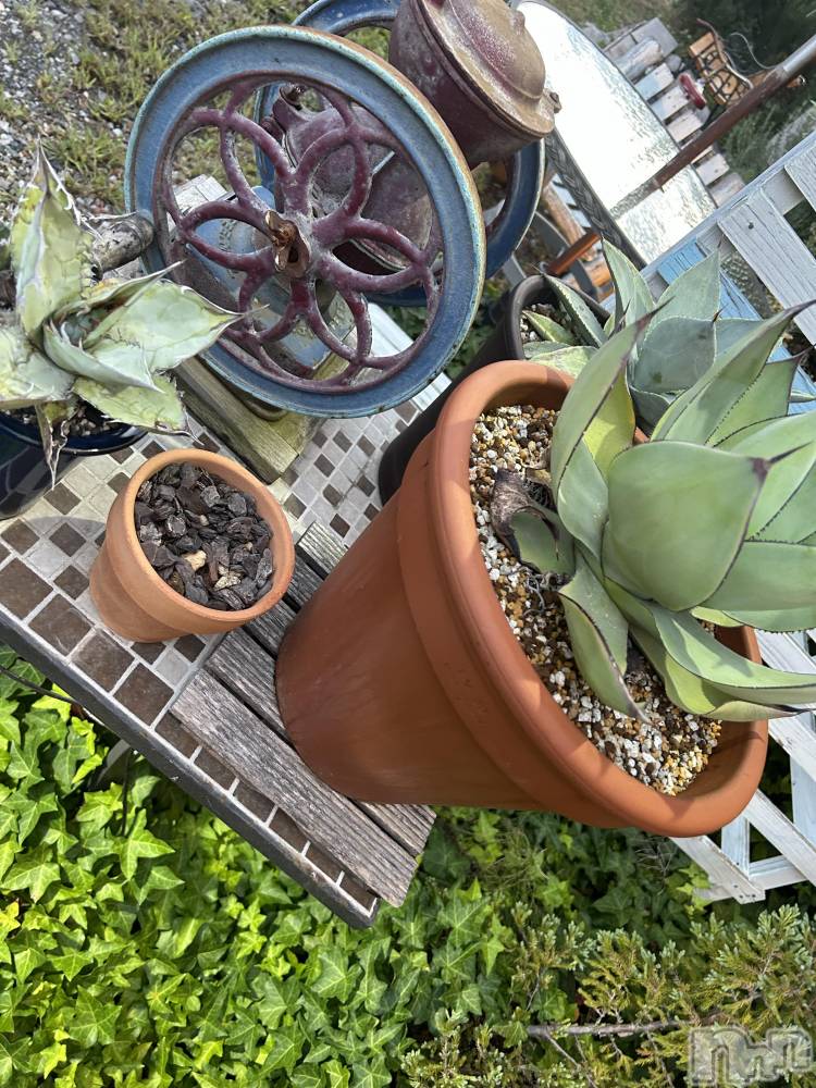 ��ˬ����Х��顦����֥���� �ץ���� ��ˬ(����� �ץ���� ����) �̰� �椤��11��29���̥�֥�����♡♡��