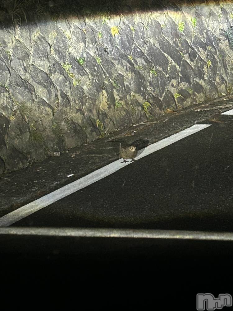 ��ˬ����Х��顦����֥���� �ץ���� ��ˬ(����� �ץ���� ����) �̰� �椤��12��29���̥�֥�����🐦⸒⸒��