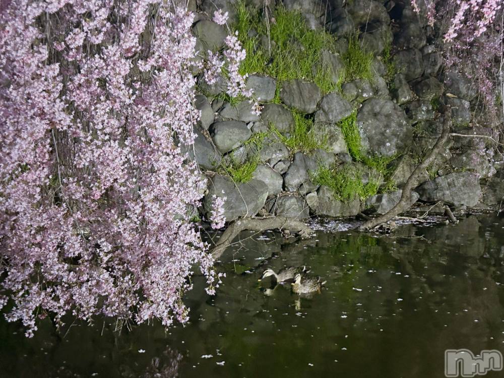 ��ˬ����Х��顦����֥���� �ץ���� ��ˬ(����� �ץ���� ����) �̰� �椤��4��16���̥�֥�����🌸🦆��