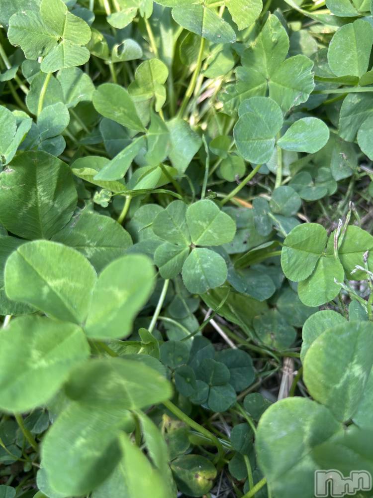 ��ˬ����Х��顦����֥���� �ץ���� ��ˬ(����� �ץ���� ����) �̰� �椤��5��9���̥�֥�����🍀 ̖́-��