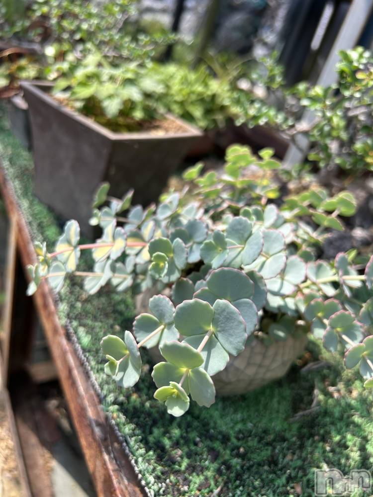 ��ˬ����Х��顦����֥���� �ץ���� ��ˬ(����� �ץ���� ����) �̰� �椤��5��10���̥�֥�����🌿.∘��