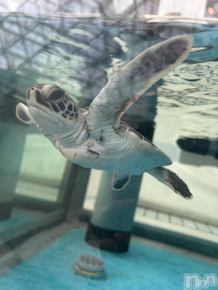 ��ˬ����Х��顦����֥���� �ץ���� ��ˬ(����� �ץ���� ����) �̰� �椤��6��5���̥�֥�����🐢𓈒 𓂂𓏸��