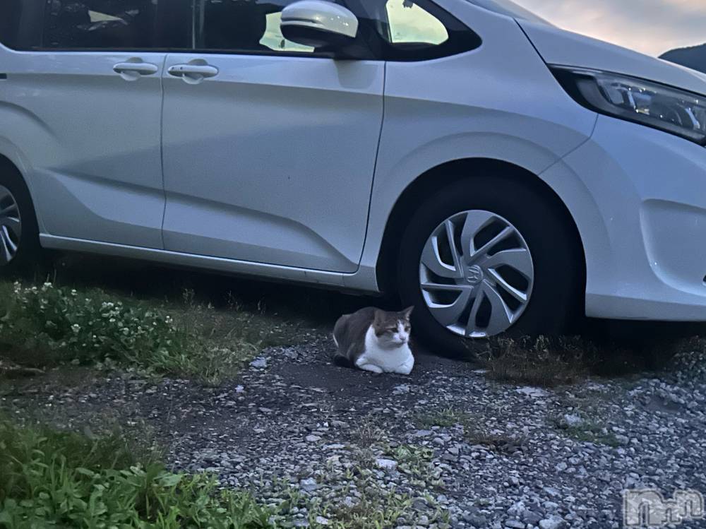 ��ˬ����Х��顦����֥���� �ץ���� ��ˬ(����� �ץ���� ����) �̰� �椤��7��25���̥�֥�����🐱ྀི🐱ྀི🐱ྀི��