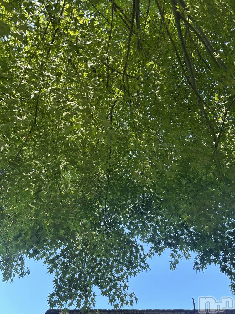 ��ˬ����Х��顦����֥���� �ץ���� ��ˬ(����� �ץ���� ����) �̰� �椤��9��24���̥�֥�����- ̗̀🌱- ̗̀🌱- ̗̀🌱��