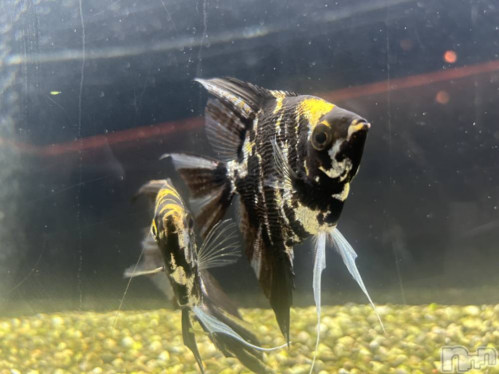 ��ˬ����Х��顦����֥���� �ץ���� ��ˬ(����� �ץ���� ����) �̰� �椤��10��24���̥�֥�����🐠🫧‪��