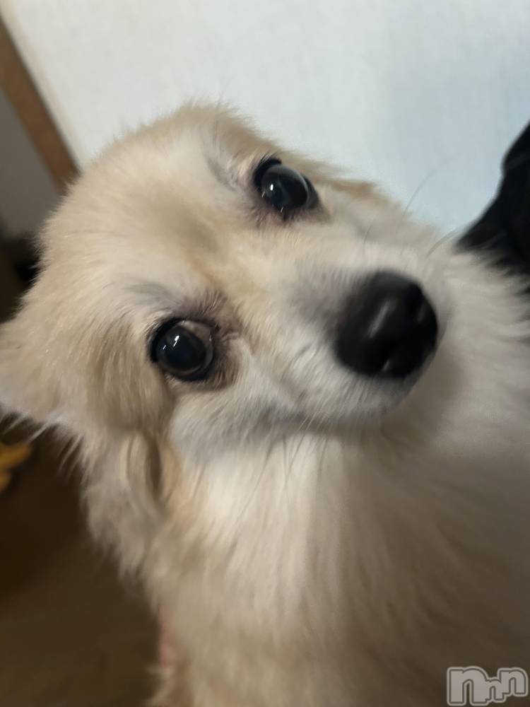 ��ˬ����Х��顦����֥���� �ץ���� ��ˬ(����� �ץ���� ����) �̰� �椤��11��15���̥�֥�����🌳𓂅𓂅︎︎︎︎︎︎︎︎︎︎︎︎︎︎��