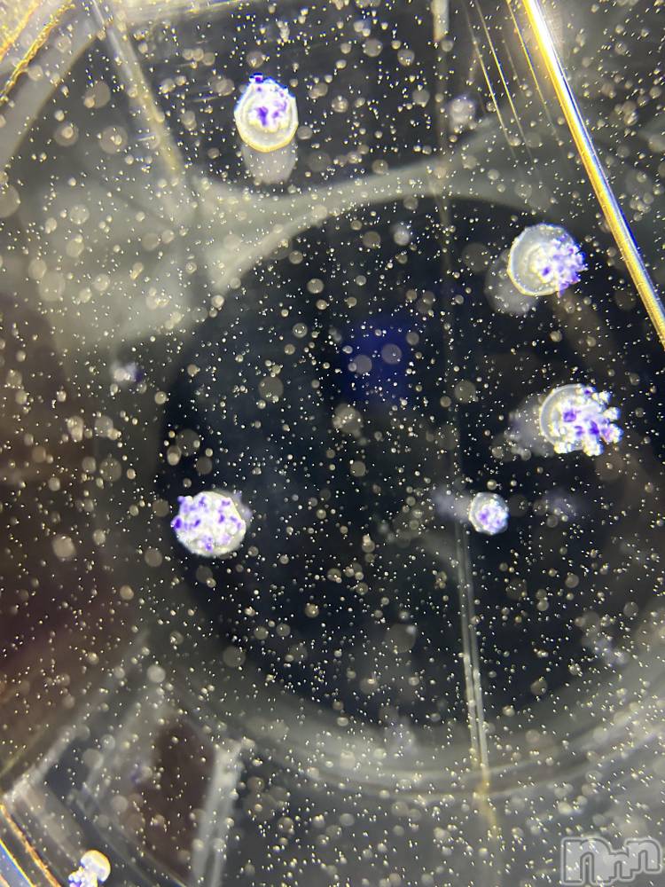 ��ˬ����Х��顦����֥���� �ץ���� ��ˬ(����� �ץ���� ����) �̰� �椤��2��5���̥�֥�����🩵ྀི🪼ྀི🩵ྀི��