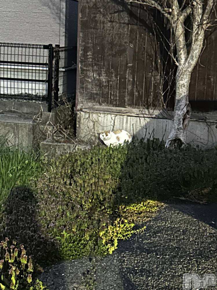 ��ˬ����Х��顦����֥���� �ץ���� ��ˬ(����� �ץ���� ����) �̰� �椤��4��14���̥�֥����֤��Ǥ֤Τˤ���