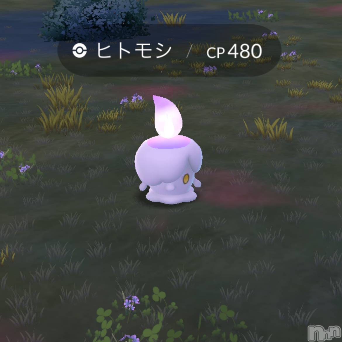 ��ˬ����Х��顦����֥���� �ץ���� ��ˬ(����� �ץ���� ����) ��2024ǯ5��23���̥�֥����֥ݥ����GO��