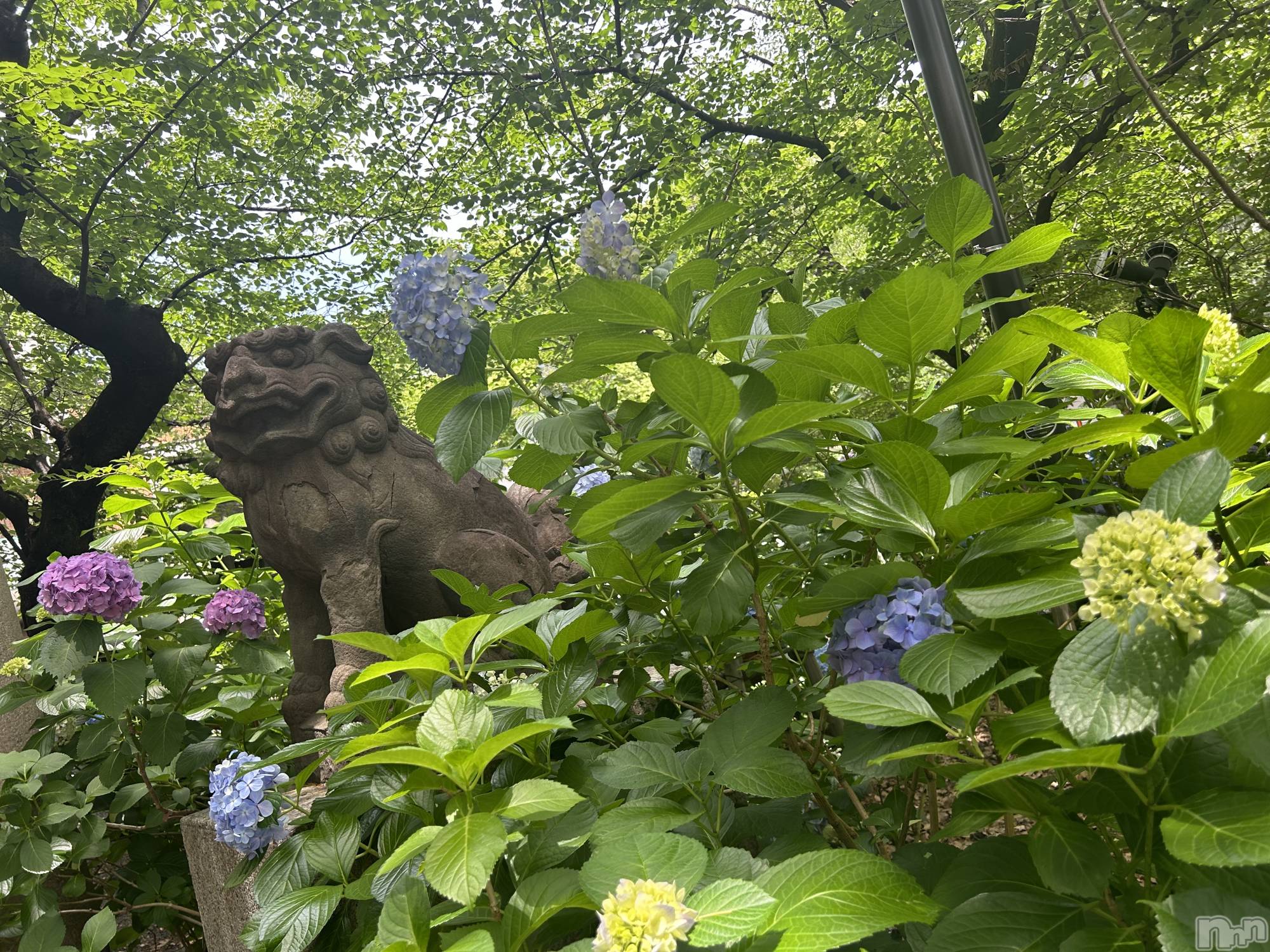 ��ˬ����Х��顦����֥���� �ץ���� ��ˬ(����� �ץ���� ����) ��2024ǯ6��13���̥�֥�����💠🌿‬ ܸ��