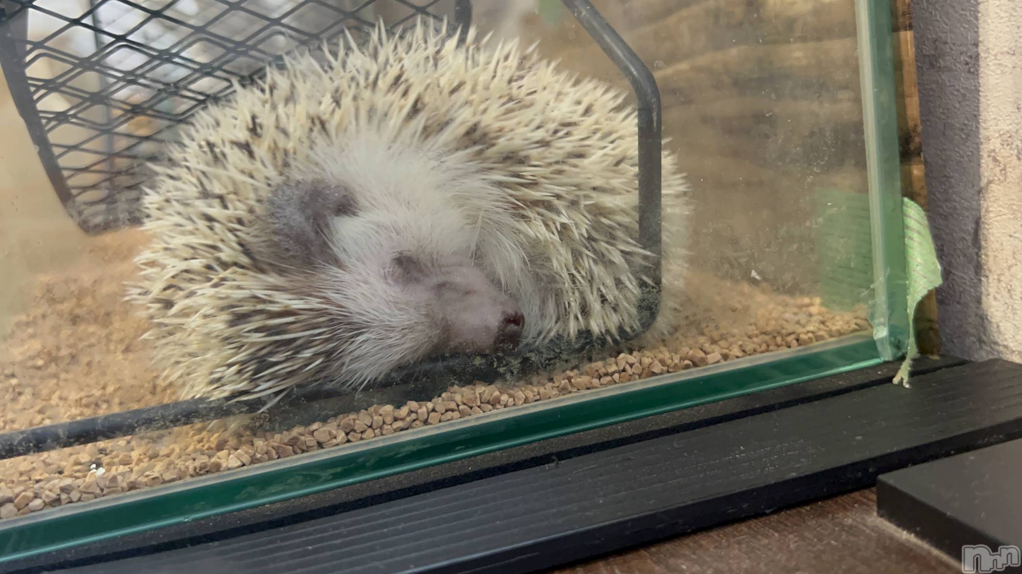 ��ˬ����Х��顦����֥���� �ץ���� ��ˬ(����� �ץ���� ����) ��2024ǯ6��28���̥�֥����ֲڶ�︎︎✨︎��