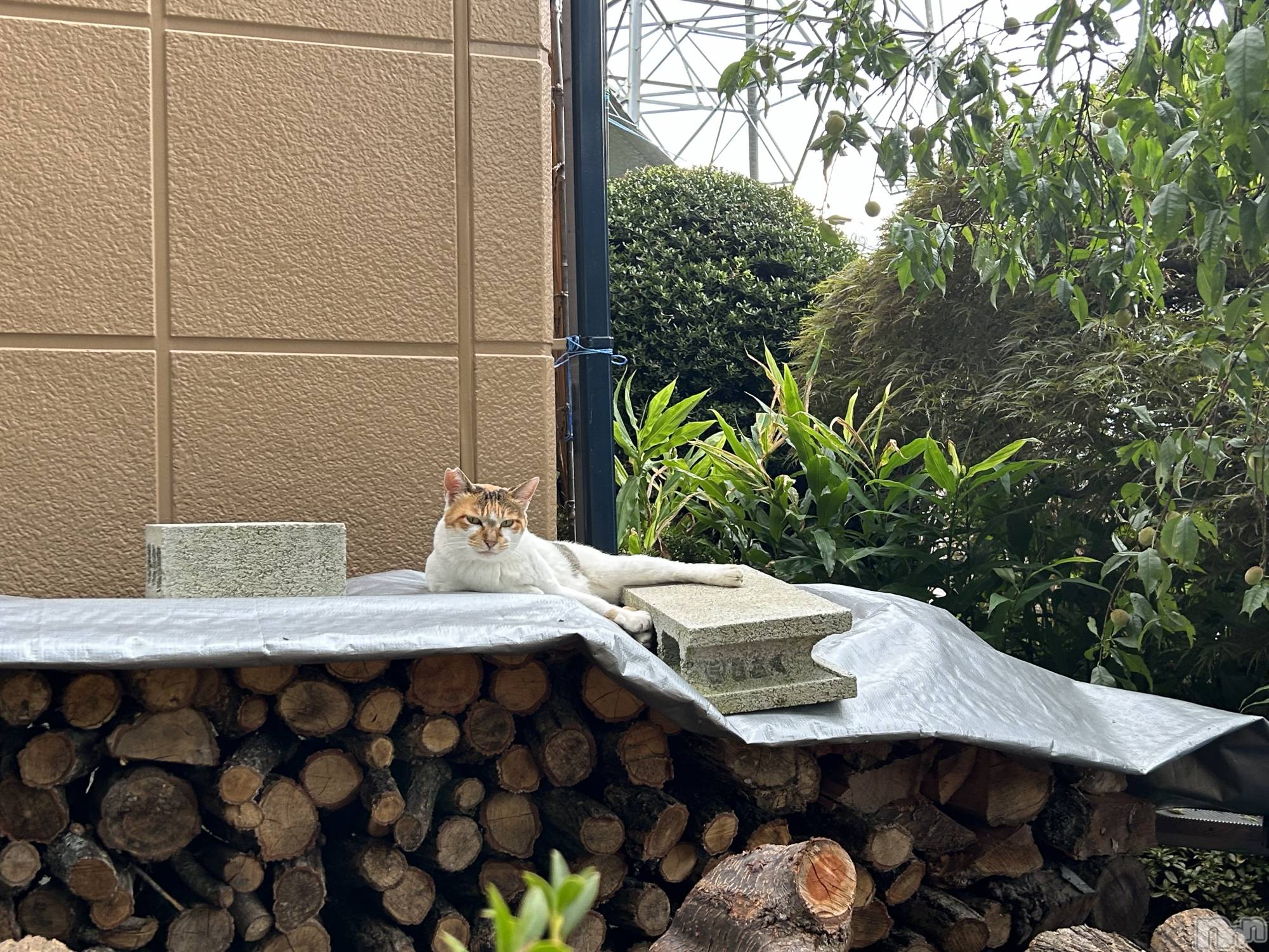 ��ˬ����Х��顦����֥���� �ץ���� ��ˬ(����� �ץ���� ����) ��2024ǯ6��29���̥�֥�����🐈⸒⸒⸒⸒��