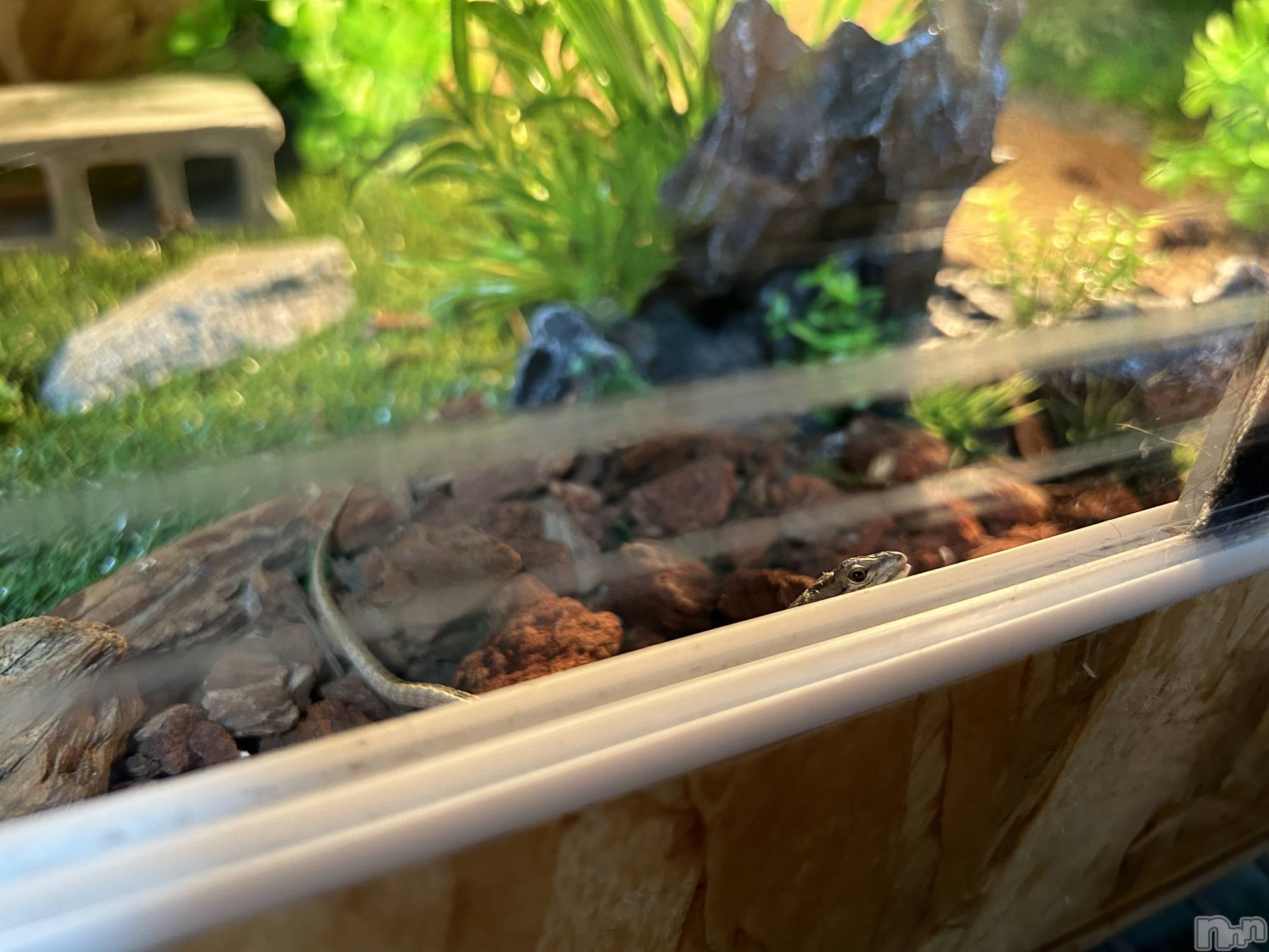 ��ˬ����Х��顦����֥���� �ץ���� ��ˬ(����� �ץ���� ����) ��2024ǯ7��17���̥�֥�����Ϣ��������