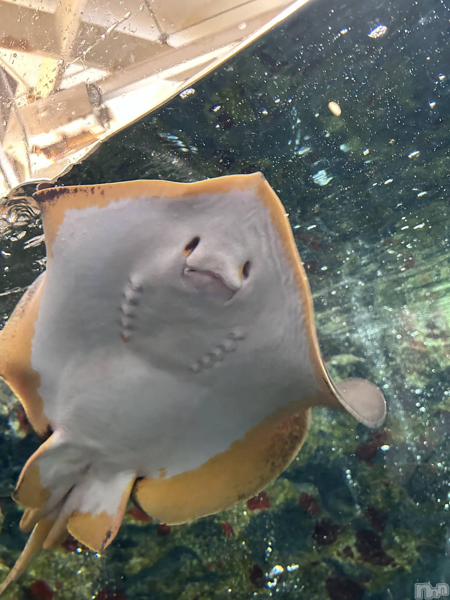 ��ˬ����Х��顦����֥���� �ץ���� ��ˬ(����� �ץ���� ����) ��2024ǯ7��18���̥�֥�����🚗 ³₃��