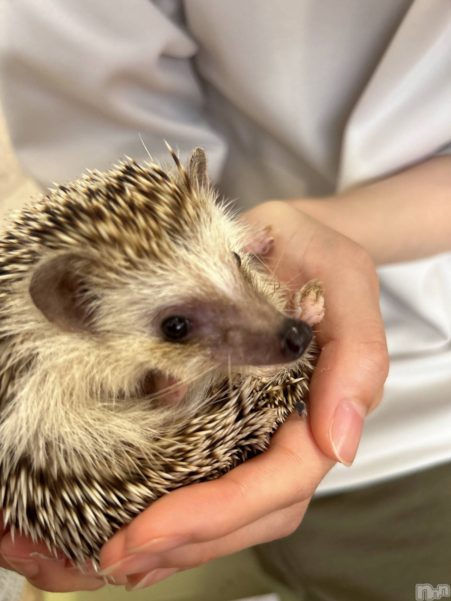 ��ˬ����Х��顦����֥���� �ץ���� ��ˬ(����� �ץ���� ����) ��2024ǯ6��18���̥�֥�����🦔⸒⸒𓂃𖠚ᐝ��