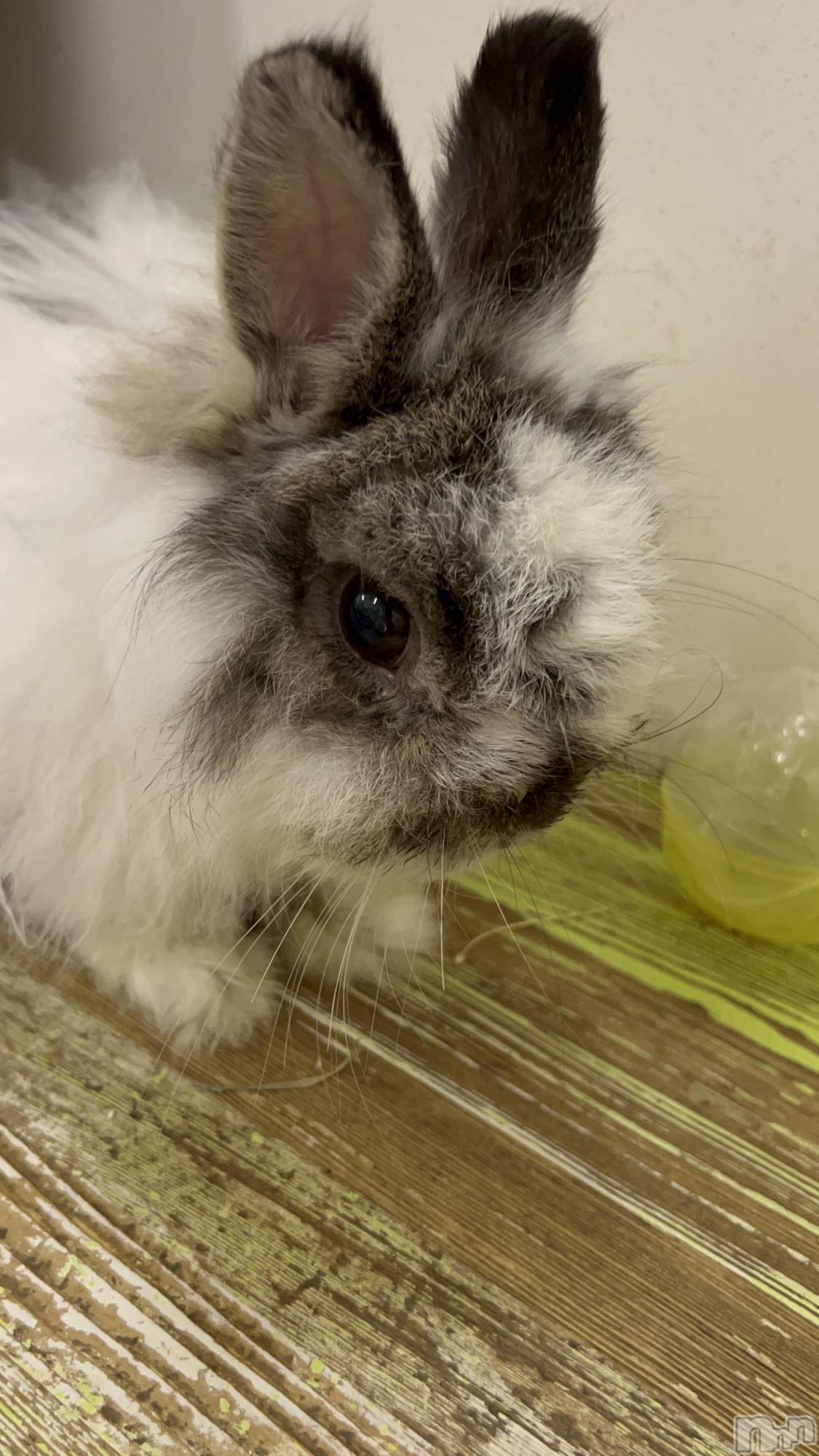 ��ˬ����Х��顦����֥���� �ץ���� ��ˬ(����� �ץ���� ����) ��2024ǯ8��3���̥�֥����֤�������