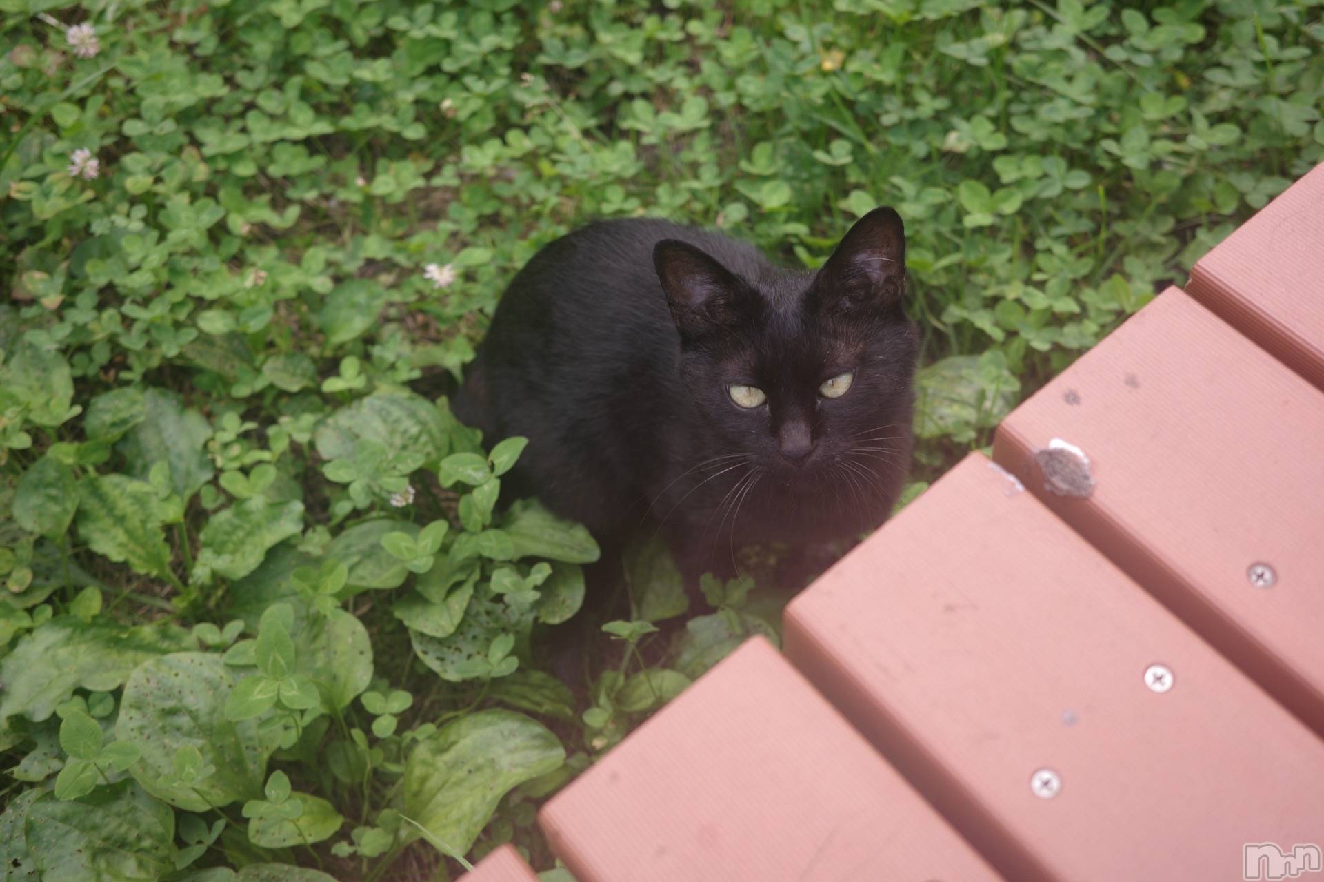 ��ˬ����Х��顦����֥���� �ץ���� ��ˬ(����� �ץ���� ����) ��2024ǯ9��7���̥�֥�����^._.^��