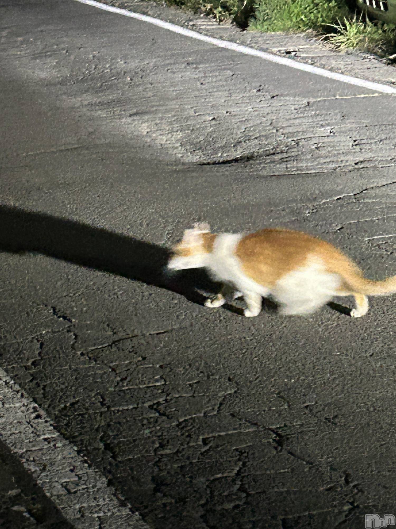 ��ˬ����Х��顦����֥���� �ץ���� ��ˬ(����� �ץ���� ����) ��2024ǯ10��1���̥�֥�����‎^._.^‪♡��