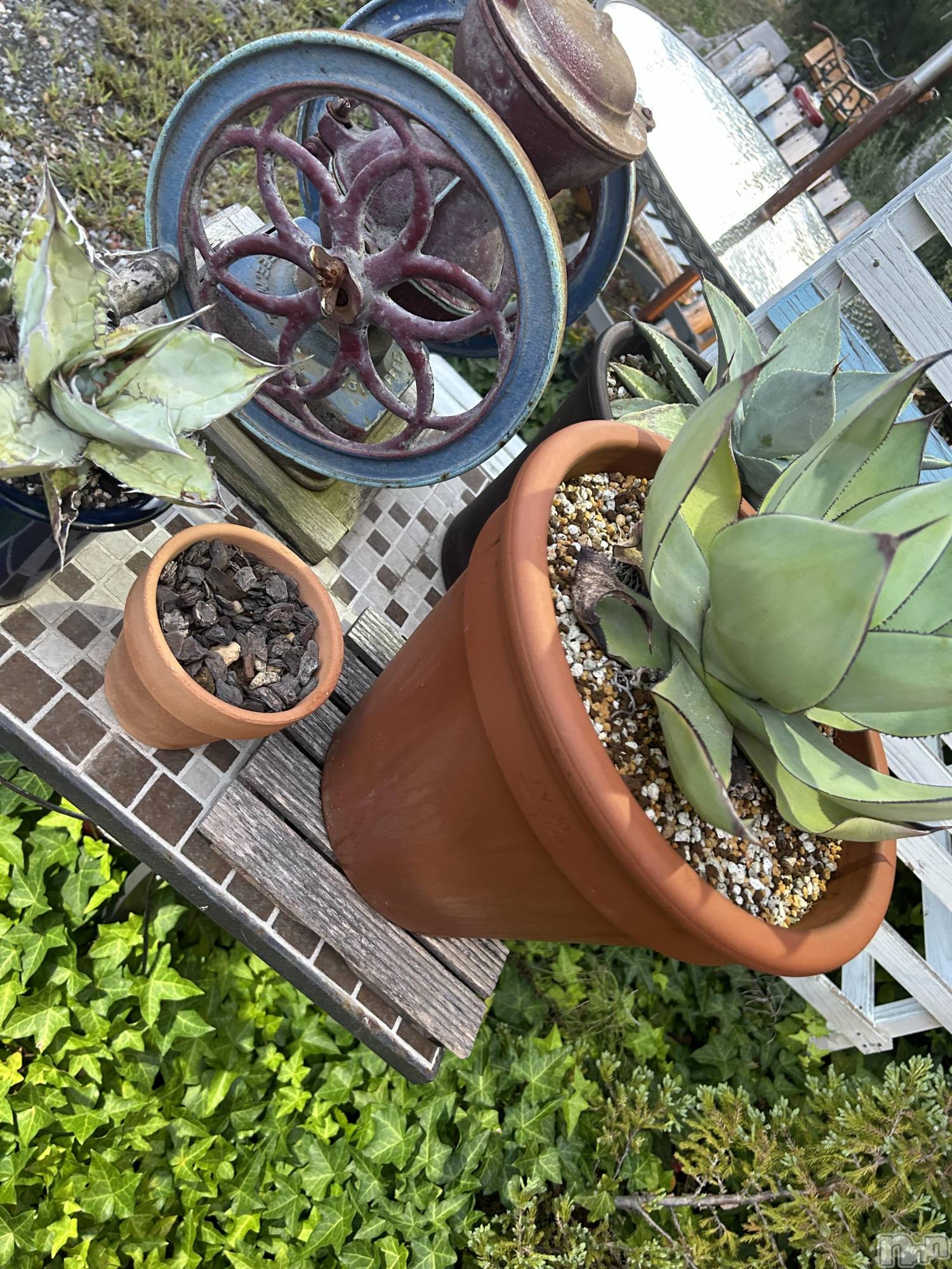 ��ˬ����Х��顦����֥���� �ץ���� ��ˬ(����� �ץ���� ����) ��2024ǯ10��10���̥�֥�����🤍🪸��