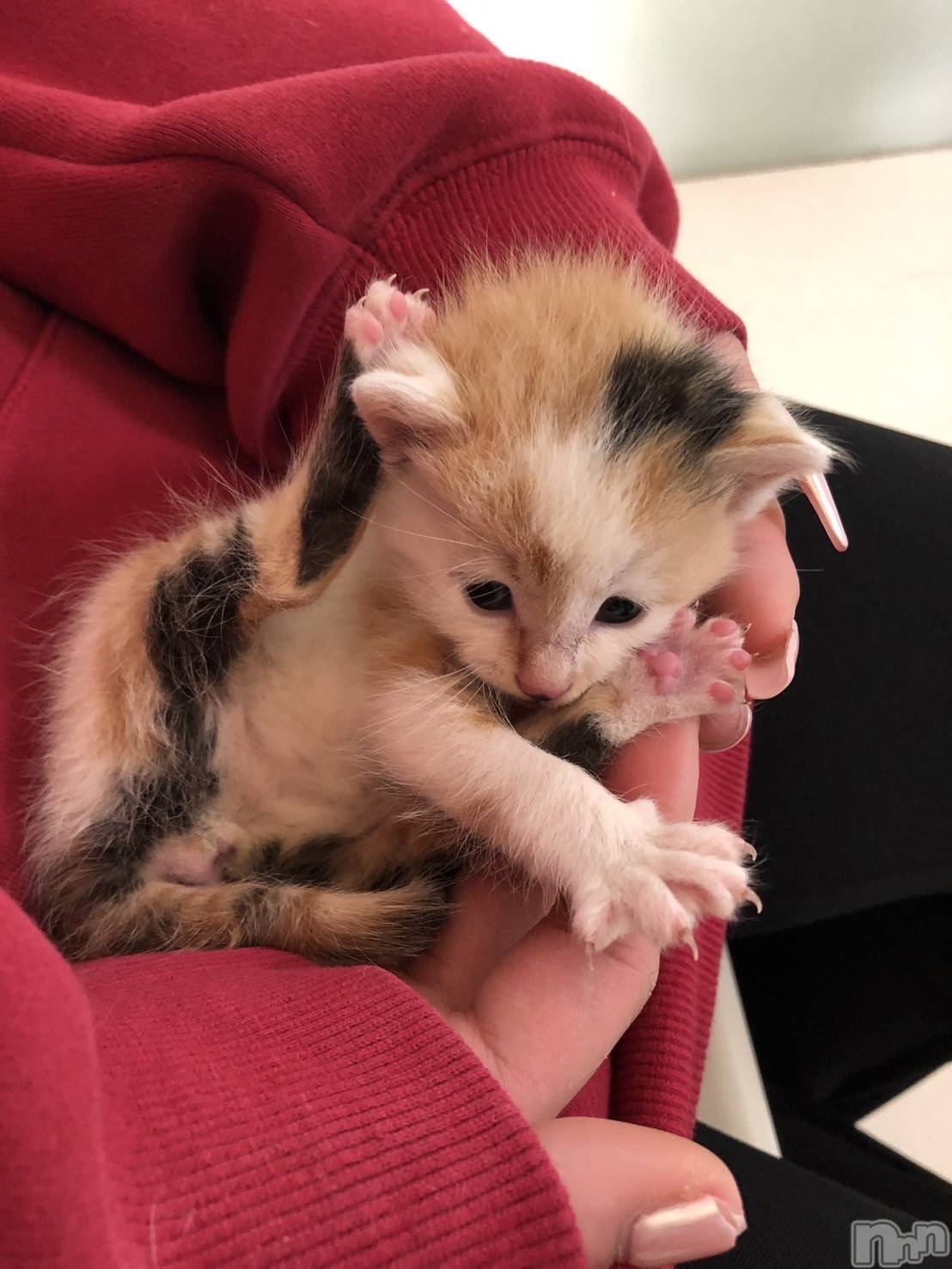 ��ˬ����Х��顦����֥���� �ץ���� ��ˬ(����� �ץ���� ����) ��2024ǯ11��25���̥�֥�����{^.