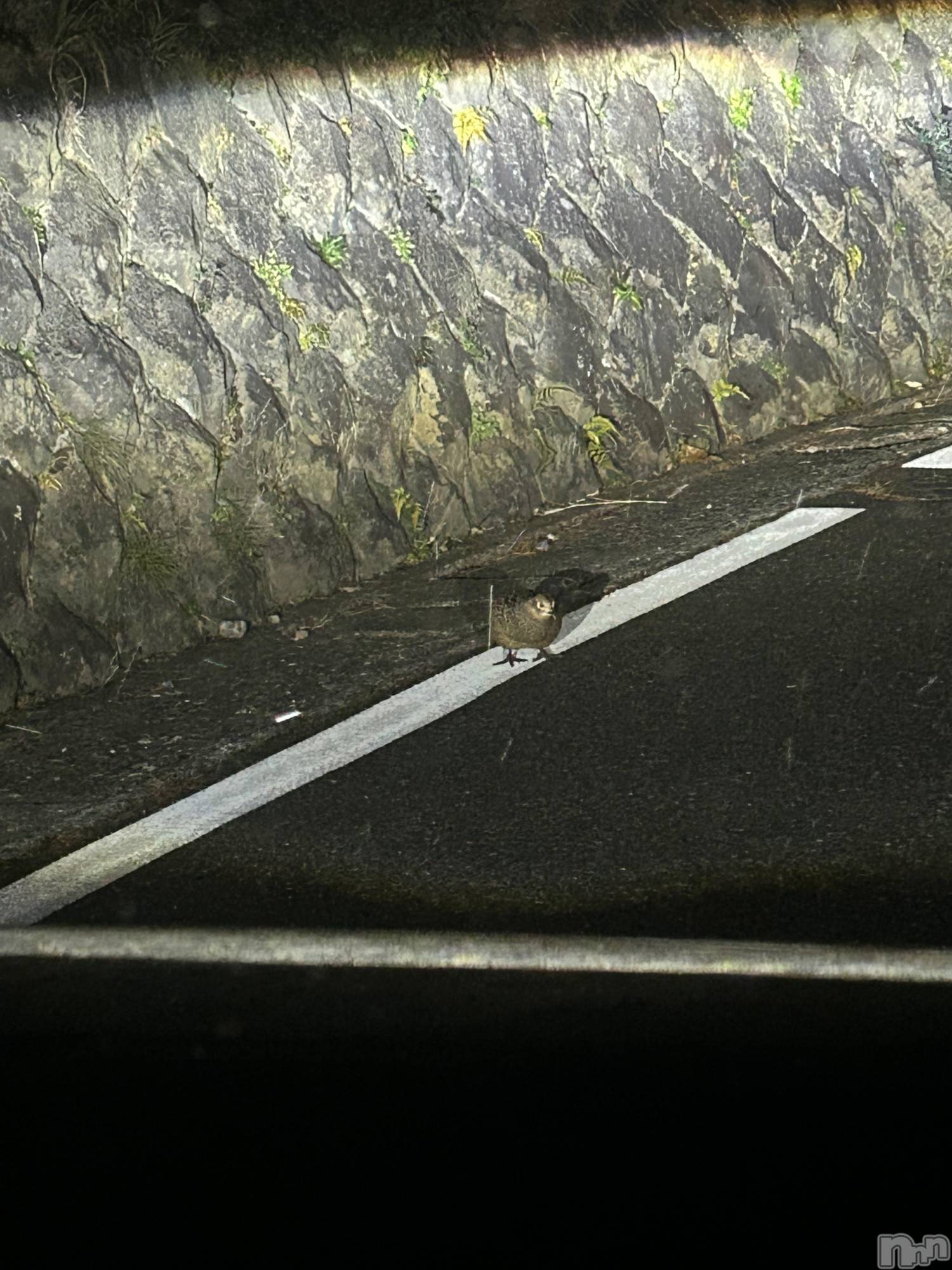 ��ˬ����Х��顦����֥���� �ץ���� ��ˬ(����� �ץ���� ����) ��2024ǯ12��29���̥�֥�����🐦⸒⸒��