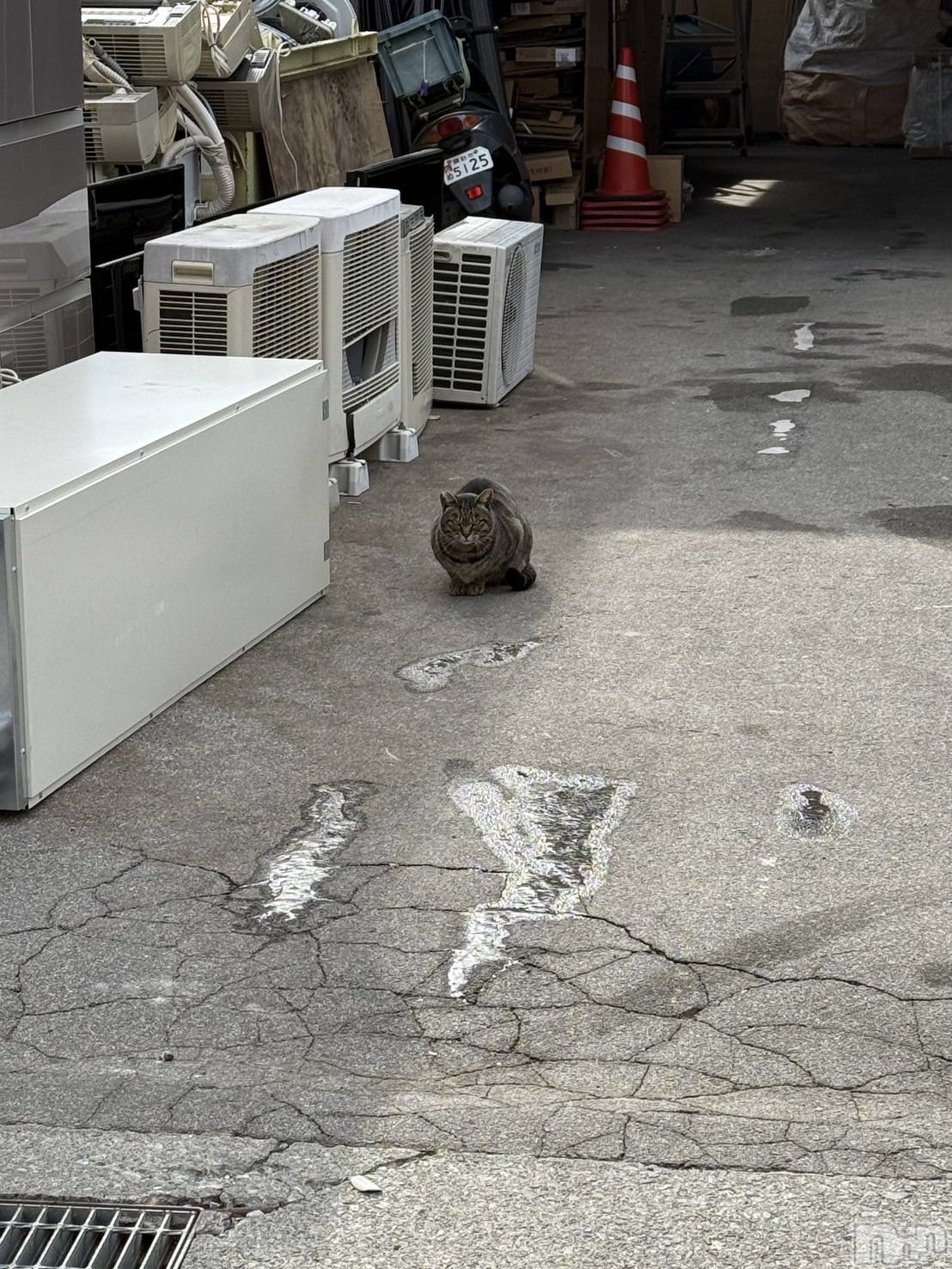 ��ˬ����Х��顦����֥���� �ץ���� ��ˬ(����� �ץ���� ����) ��2025ǯ2��12���̥�֥�����^_  ̫_^��