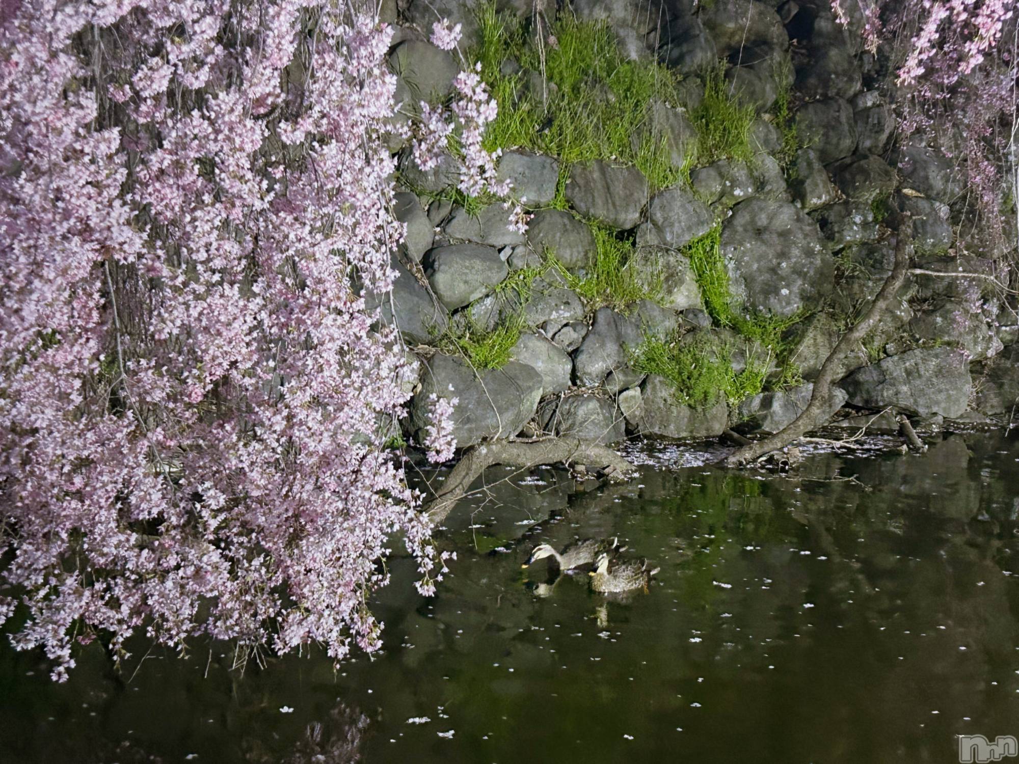 ��ˬ����Х��顦����֥���� �ץ���� ��ˬ(����� �ץ���� ����) ��2025ǯ4��16���̥�֥�����🌸🦆��