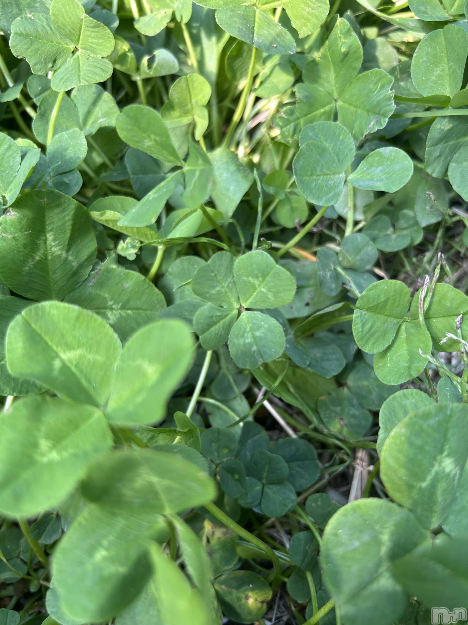 ��ˬ����Х��顦����֥���� �ץ���� ��ˬ(����� �ץ���� ����) ��2025ǯ5��9���̥�֥�����🍀 ̖́-��