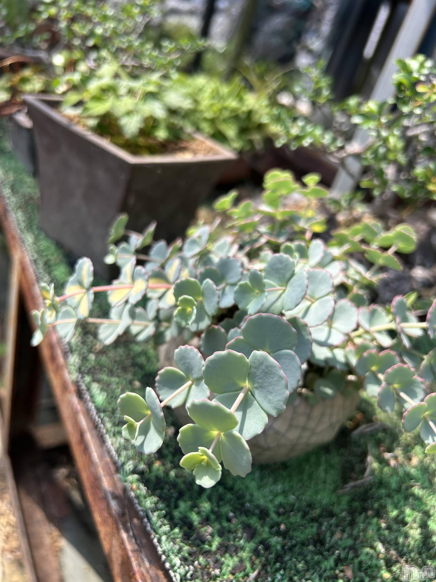 ��ˬ����Х��顦����֥���� �ץ���� ��ˬ(����� �ץ���� ����) ��2025ǯ5��10���̥�֥�����🌿.∘��