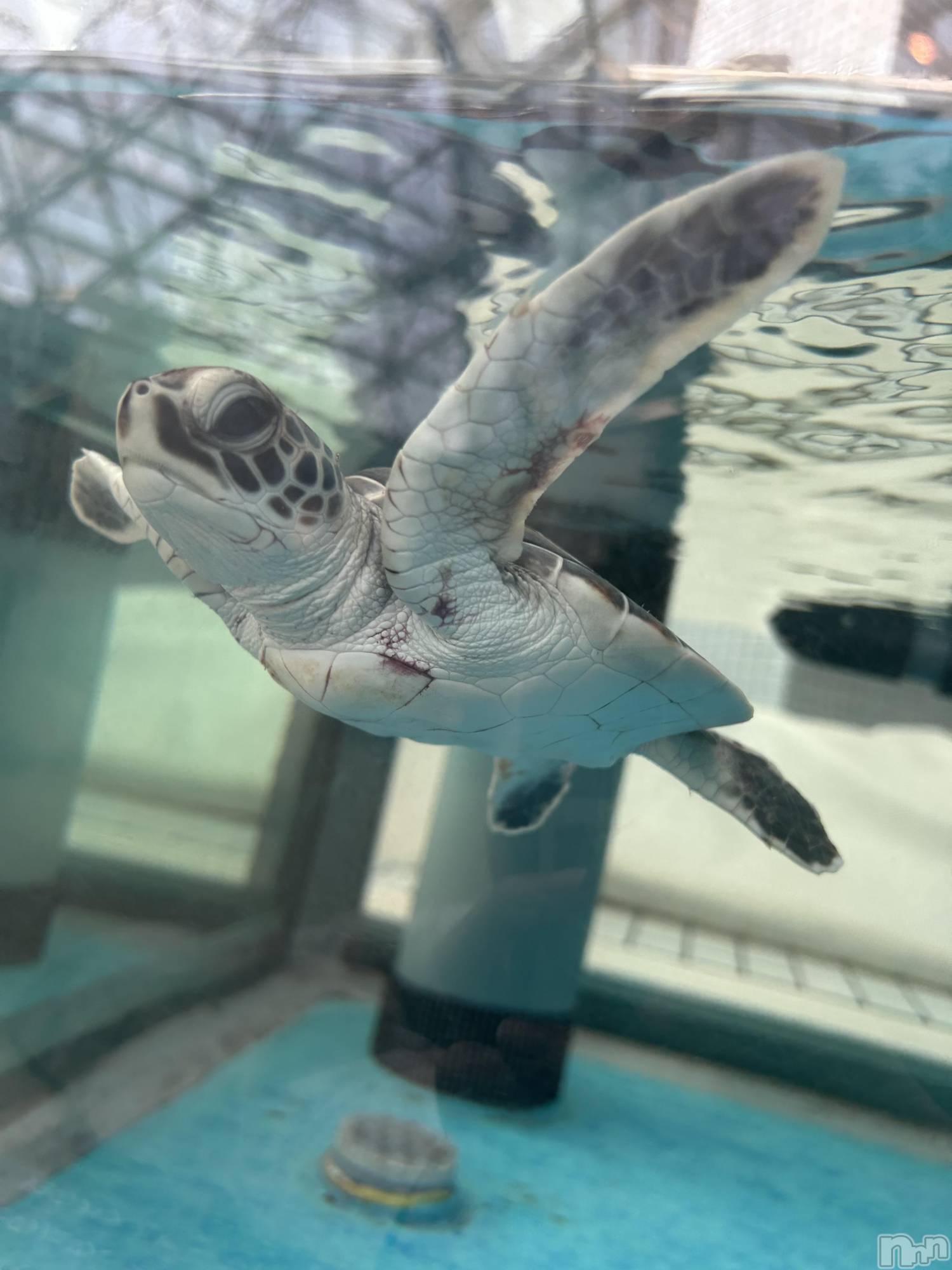 ��ˬ����Х��顦����֥���� �ץ���� ��ˬ(����� �ץ���� ����) ��2025ǯ6��5���̥�֥�����🐢𓈒 𓂂𓏸��