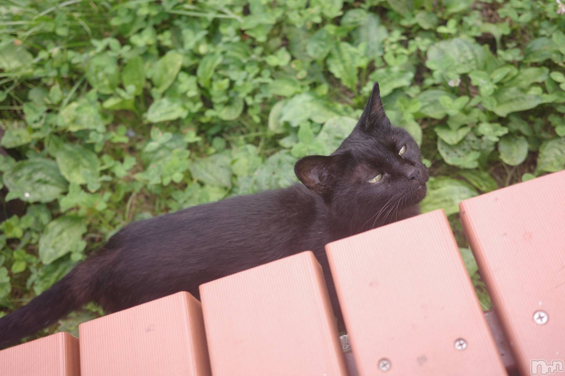 ��ˬ����Х��顦����֥���� �ץ���� ��ˬ(����� �ץ���� ����) ��2025ǯ6��12���̥�֥�����🐱ྀི🐱ྀི🐱ྀི�˥����