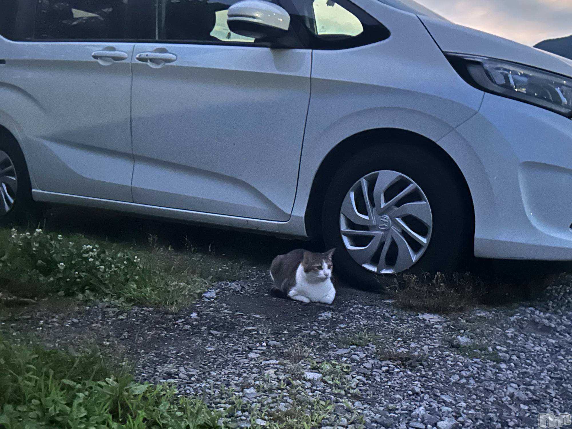 ��ˬ����Х��顦����֥���� �ץ���� ��ˬ(����� �ץ���� ����) ��2025ǯ7��25���̥�֥�����🐱ྀི🐱ྀི🐱ྀི��