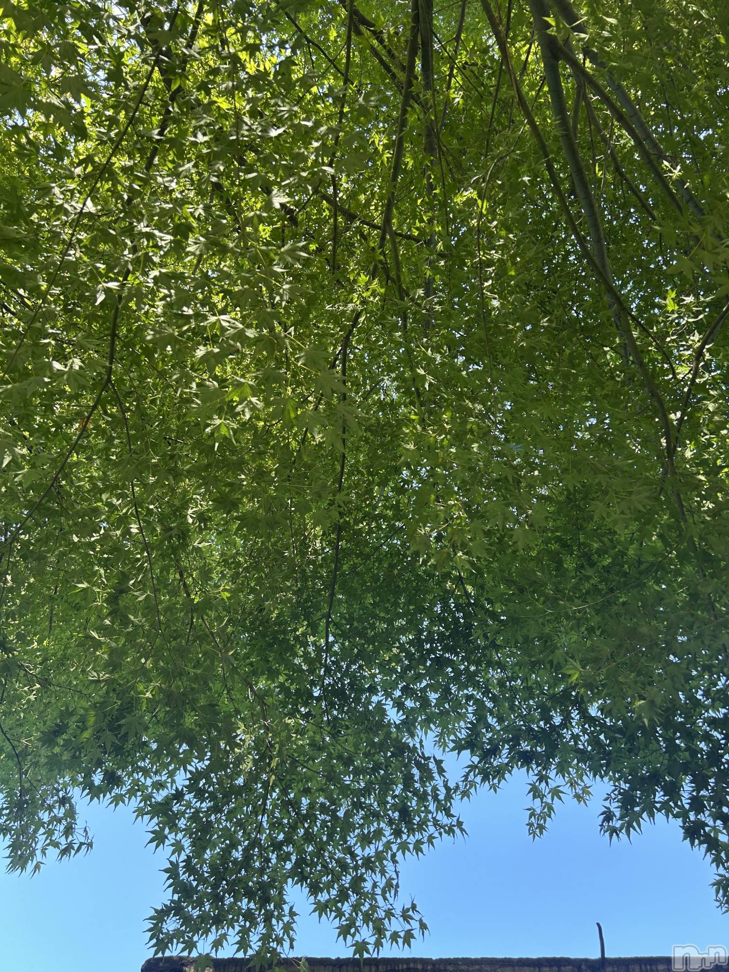 ��ˬ����Х��顦����֥���� �ץ���� ��ˬ(����� �ץ���� ����) ��2025ǯ9��24���̥�֥�����- ̗̀🌱- ̗̀🌱- ̗̀🌱��