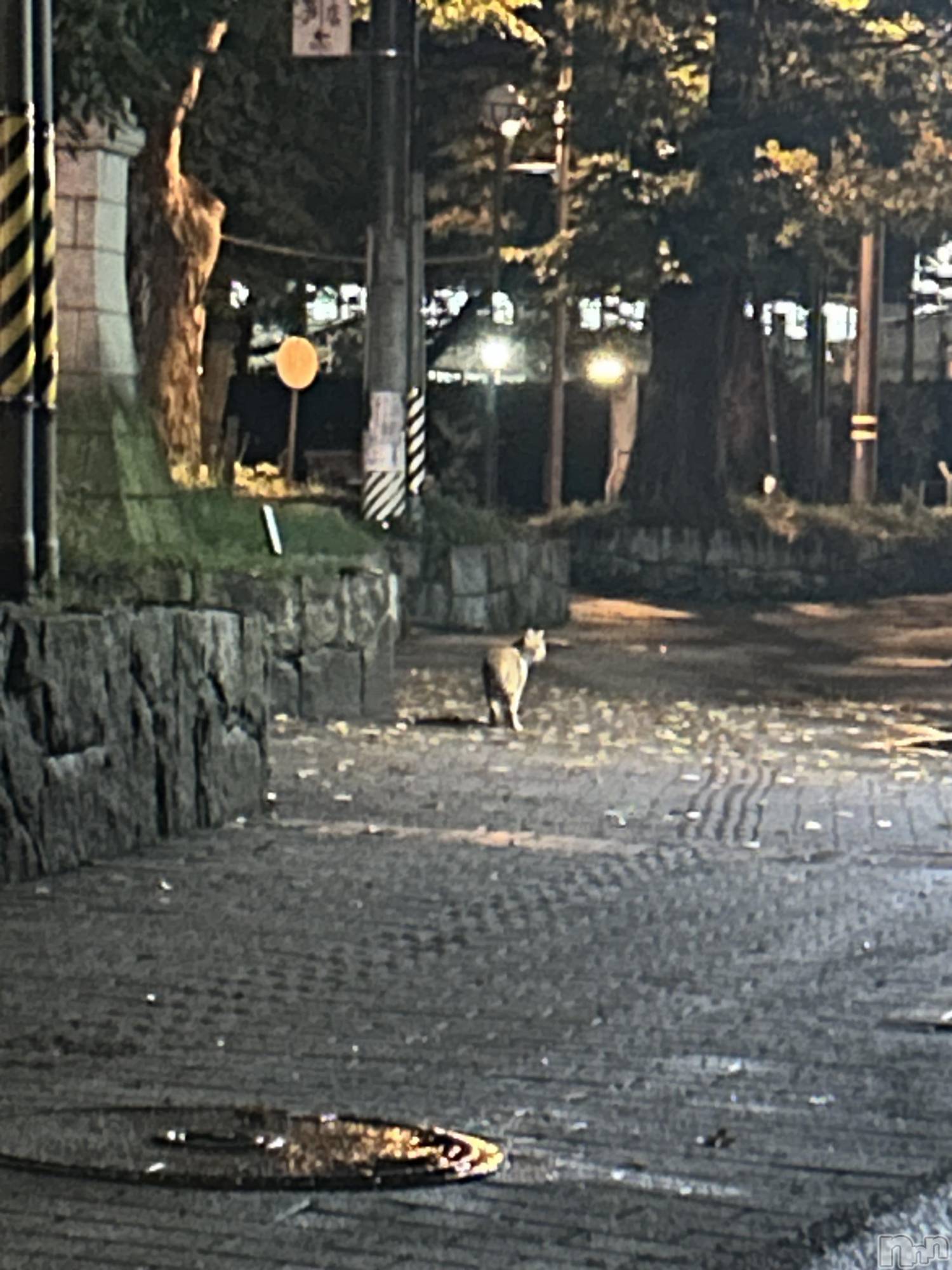 ��ˬ����Х��顦����֥���� �ץ���� ��ˬ(����� �ץ���� ����) ��2025ǯ10��21���̥�֥�����😖🍃��