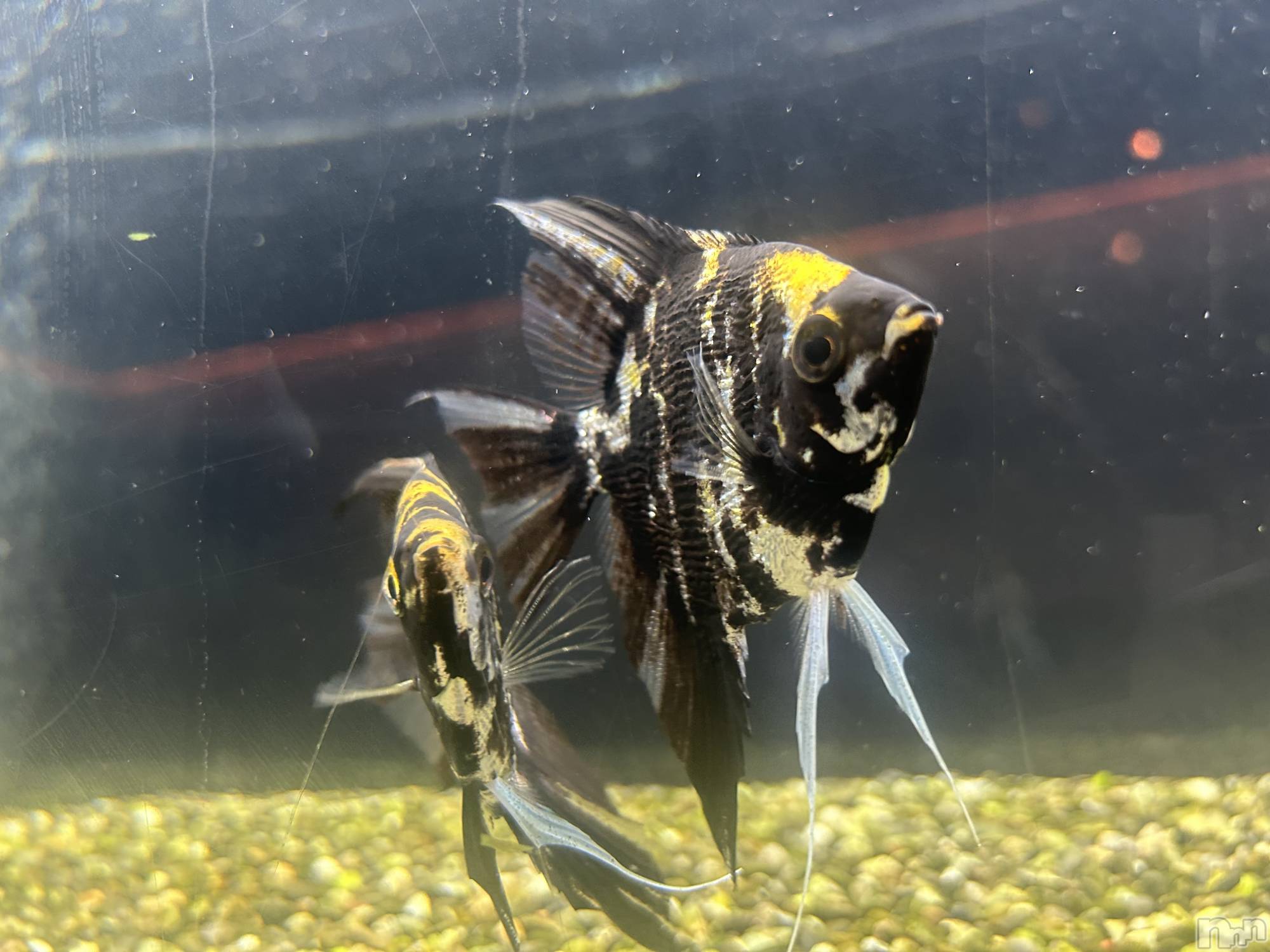 ��ˬ����Х��顦����֥���� �ץ���� ��ˬ(����� �ץ���� ����) ��2025ǯ10��24���̥�֥�����🐠🫧‪��