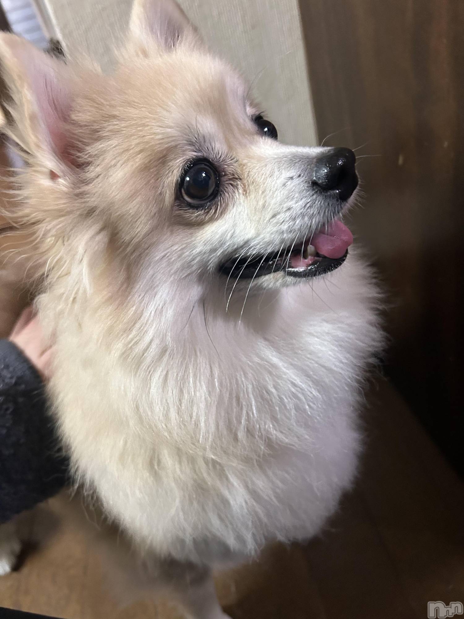 ��ˬ����Х��顦����֥���� �ץ���� ��ˬ(����� �ץ���� ����) ��2025ǯ11��14���̥�֥�����૮  ̥_  ̫ _  ̥ა��