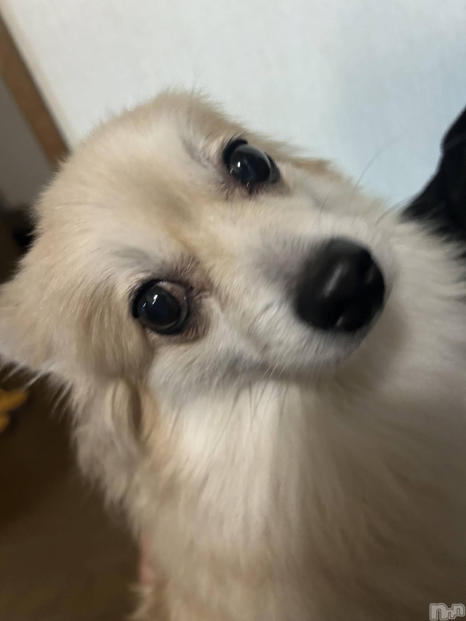 ��ˬ����Х��顦����֥���� �ץ���� ��ˬ(����� �ץ���� ����) ��2025ǯ11��15���̥�֥�����🌳𓂅𓂅︎︎︎︎︎︎︎︎︎︎︎︎︎︎��