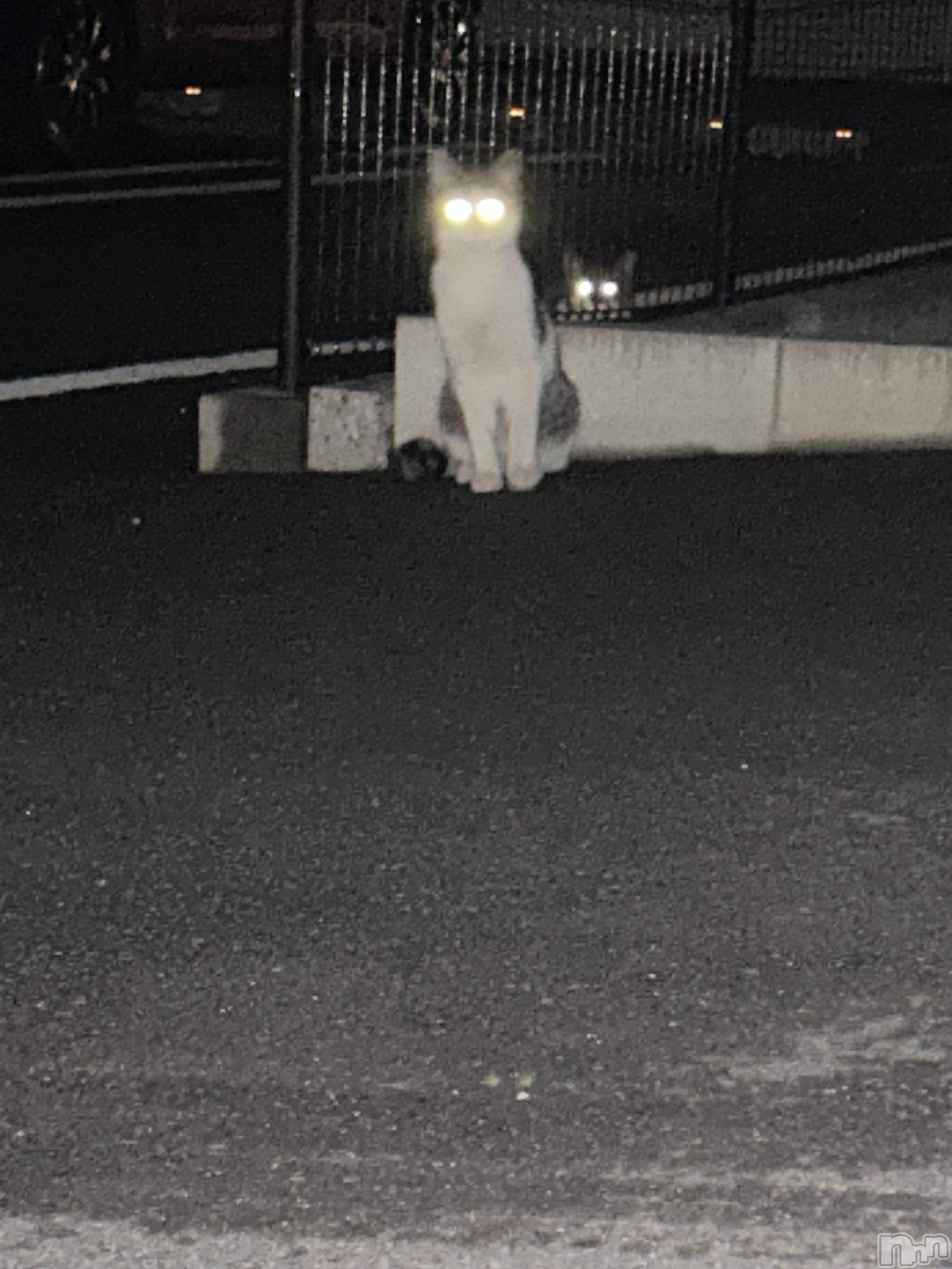 ��ˬ����Х��顦����֥���� �ץ���� ��ˬ(����� �ץ���� ����) ��2025ǯ11��25���̥�֥������ɤ����Ȱ������ȡ�