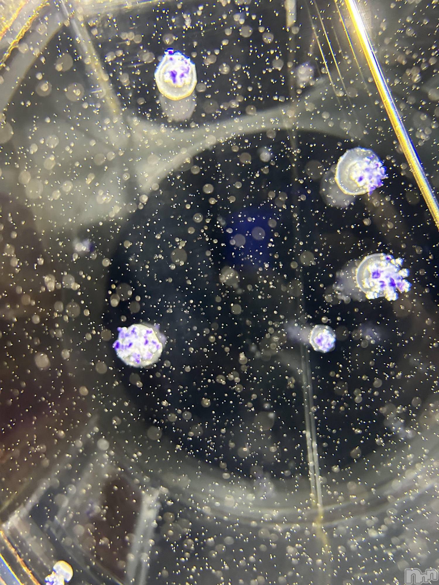 ��ˬ����Х��顦����֥���� �ץ���� ��ˬ(����� �ץ���� ����) ��2026ǯ2��5���̥�֥�����🩵ྀི🪼ྀི🩵ྀི��