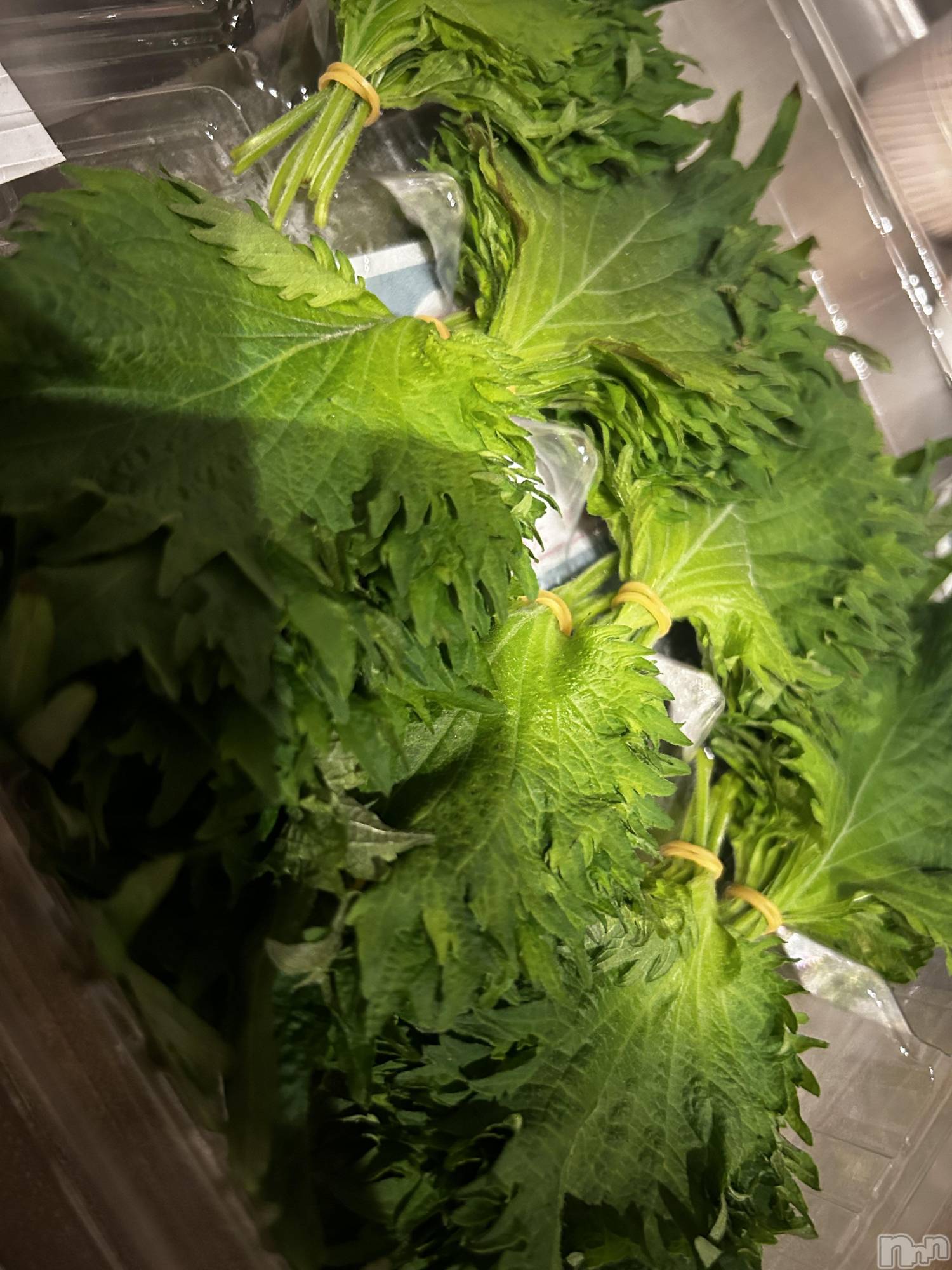 ��ˬ����Х��顦����֥���� �ץ���� ��ˬ(����� �ץ���� ����) ��2026ǯ2��11���̥�֥��������դ��������󡪡�����